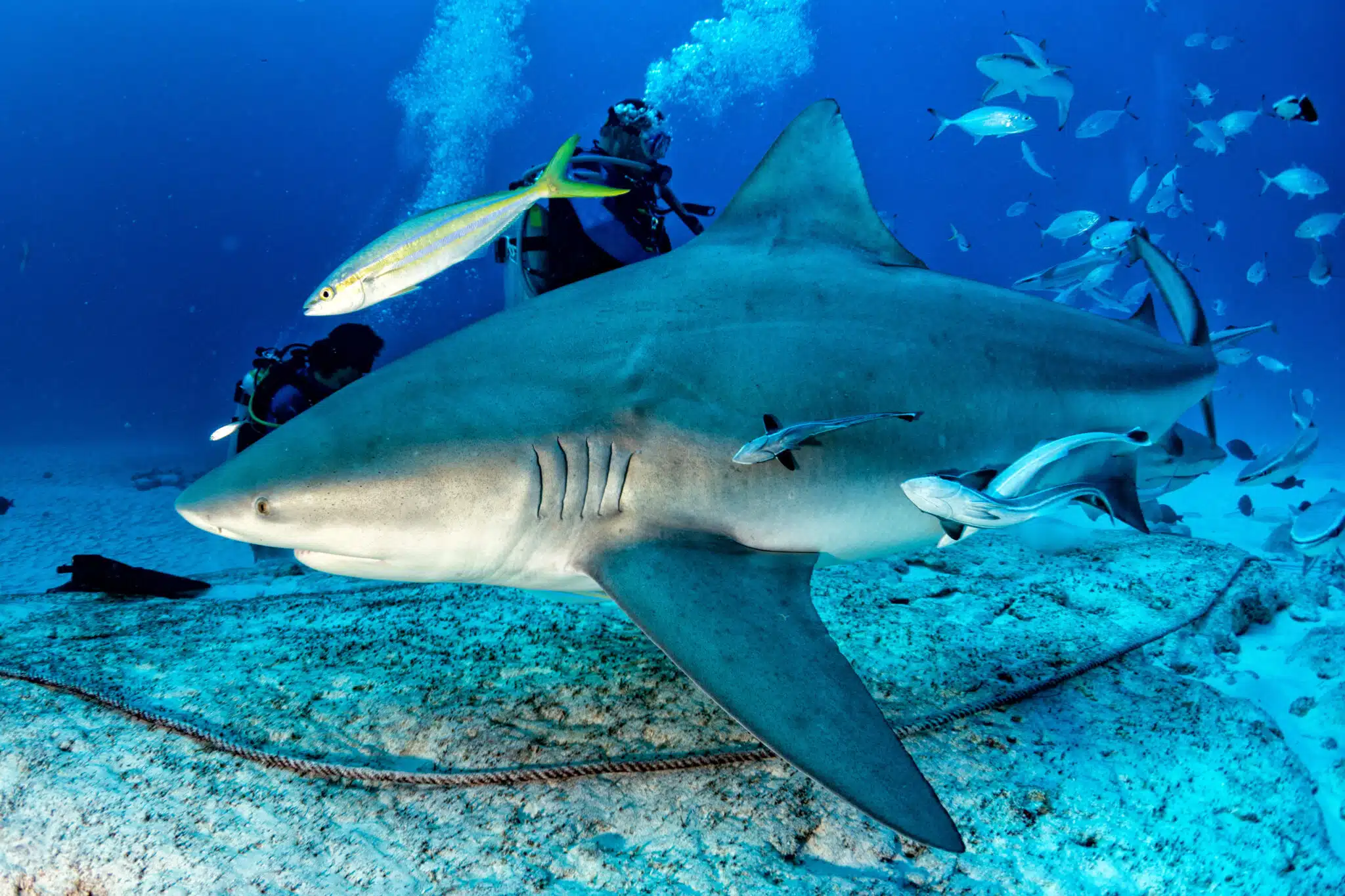 Divers with bull sharks in Playa del Carmen