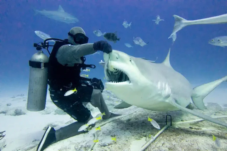Plonger avec les requins-taureaux à Playa del Carmen : quand partir et comment se passe la plongée