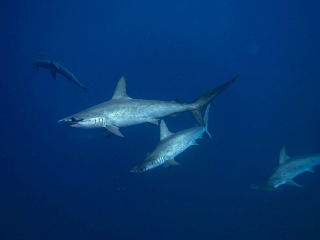 Tiburones martillo en Daedalus