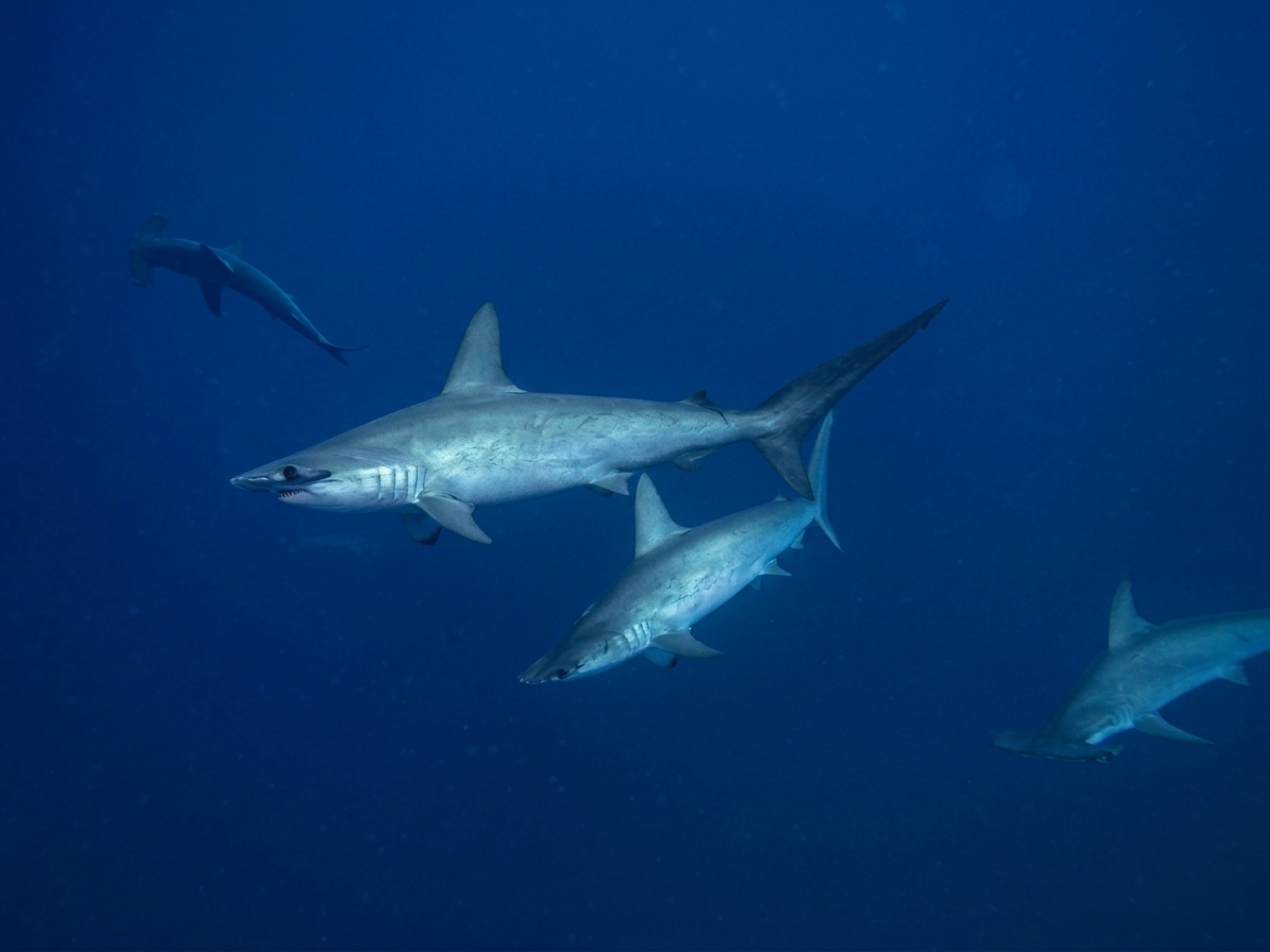 Tiburones martillo en Daedalus
