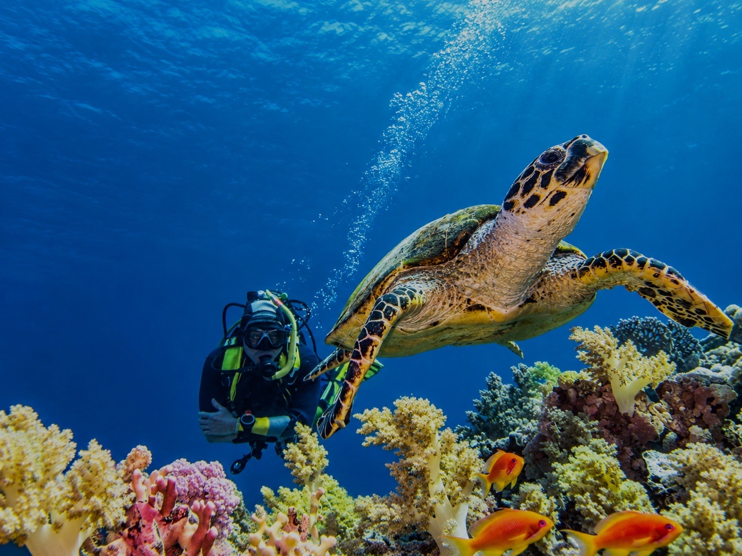Tortuga